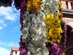 Фестиваль хризантем – осеннее чудо